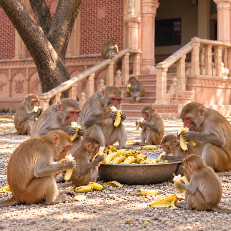Mangalwar Vanaar Seva — Every Tuesday in Mathura & Vrindavan